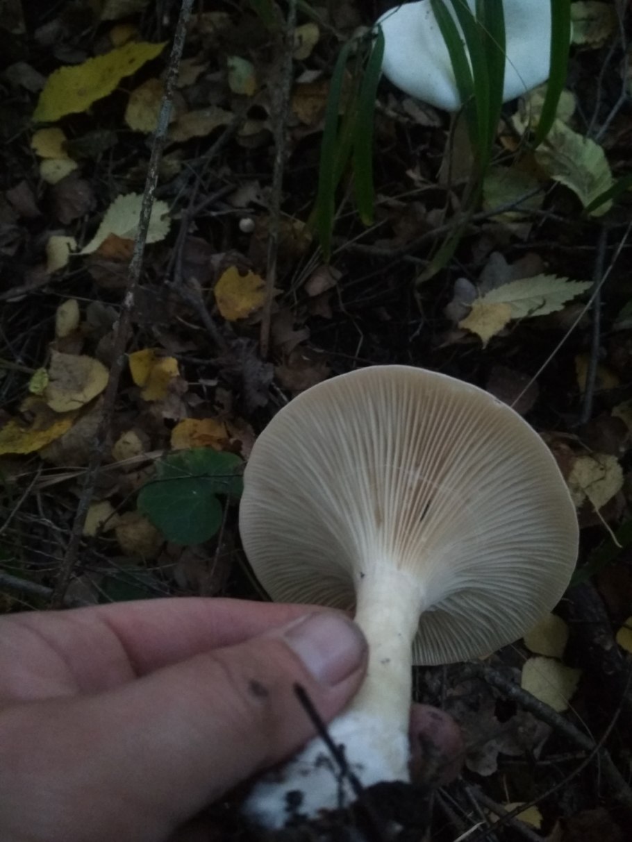 Говорушка подогнутая (Clitocybe geotropa)