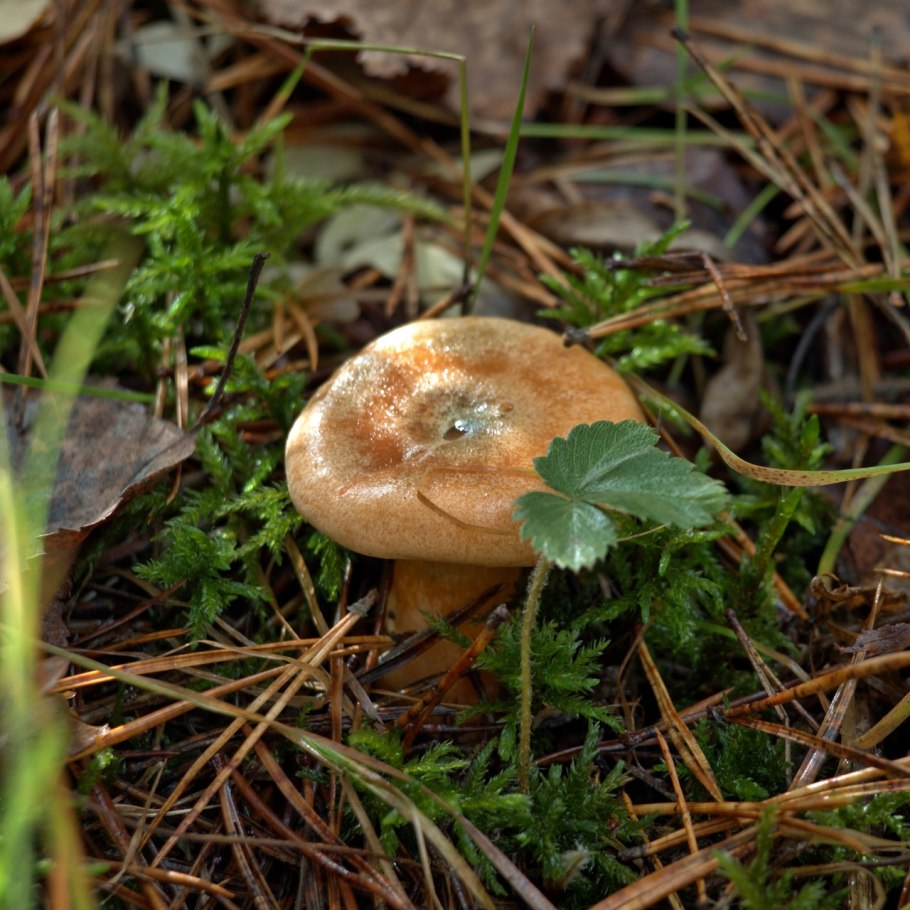 Рядовка лисички