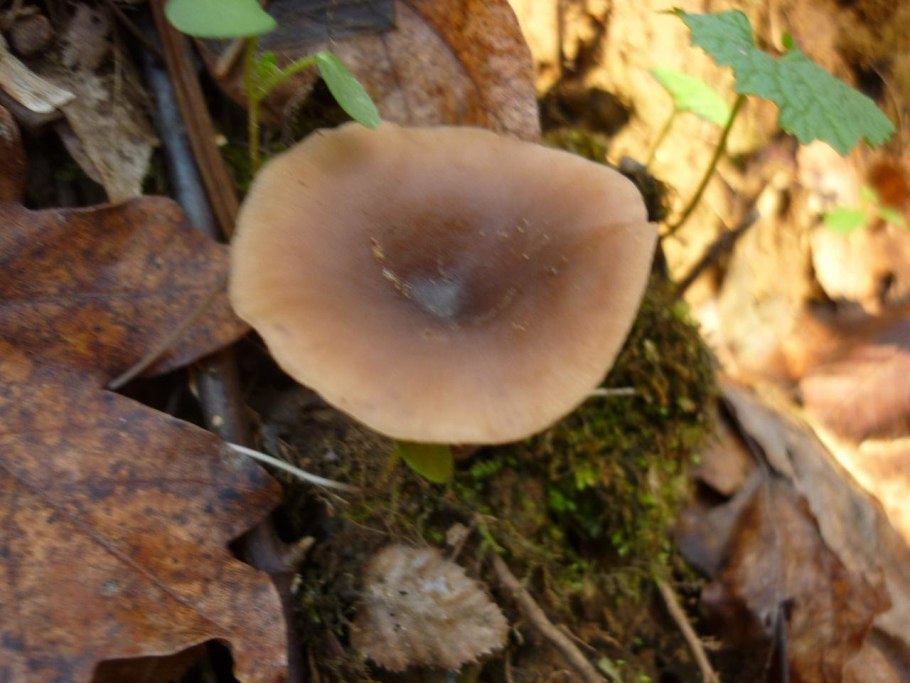 Говорушка бокаловидная Pseudoclitocybe cyathiformis