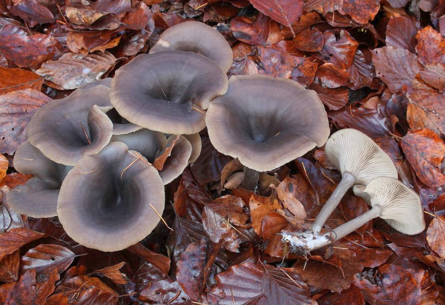 Говорушка душистая (Clitocybe odora)