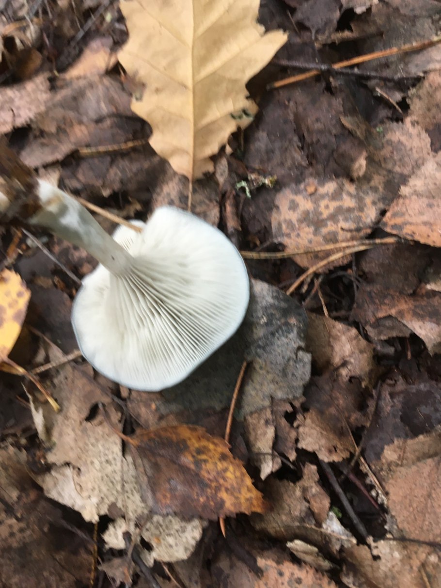 Говорушка беловатая (clitocybe rivulosa)
