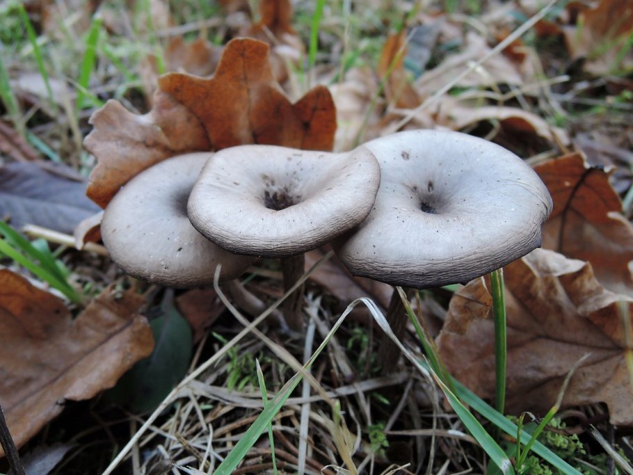 Говорушка ворончатая съедобная