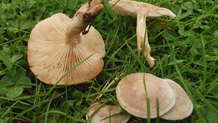Говорушка блюдцевидная (Clitocybe catinus)