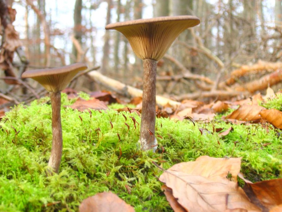 Говорушка обыкновенная