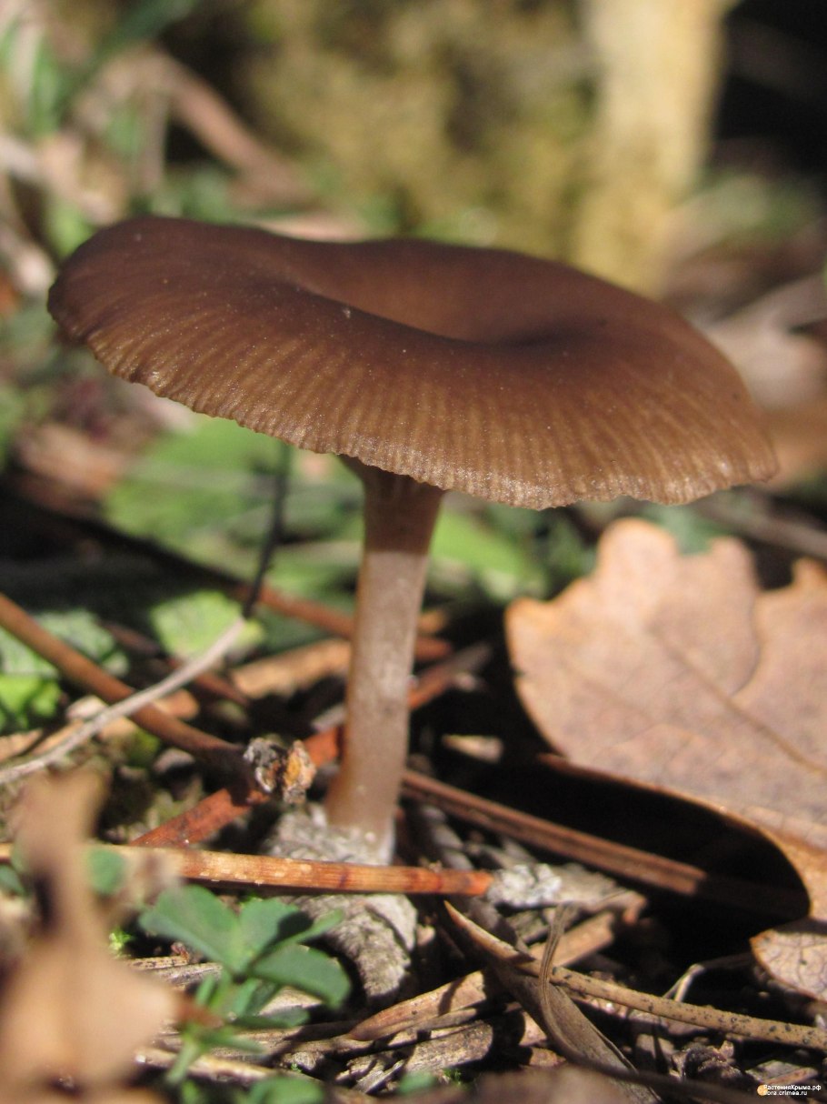 Гриб говорушка бокаловидная