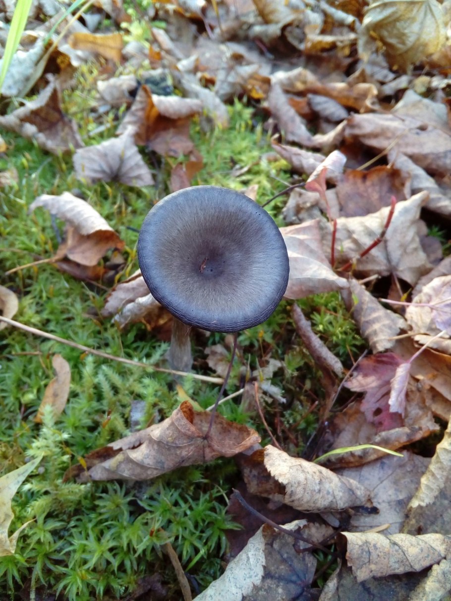 Говорушка восковатая