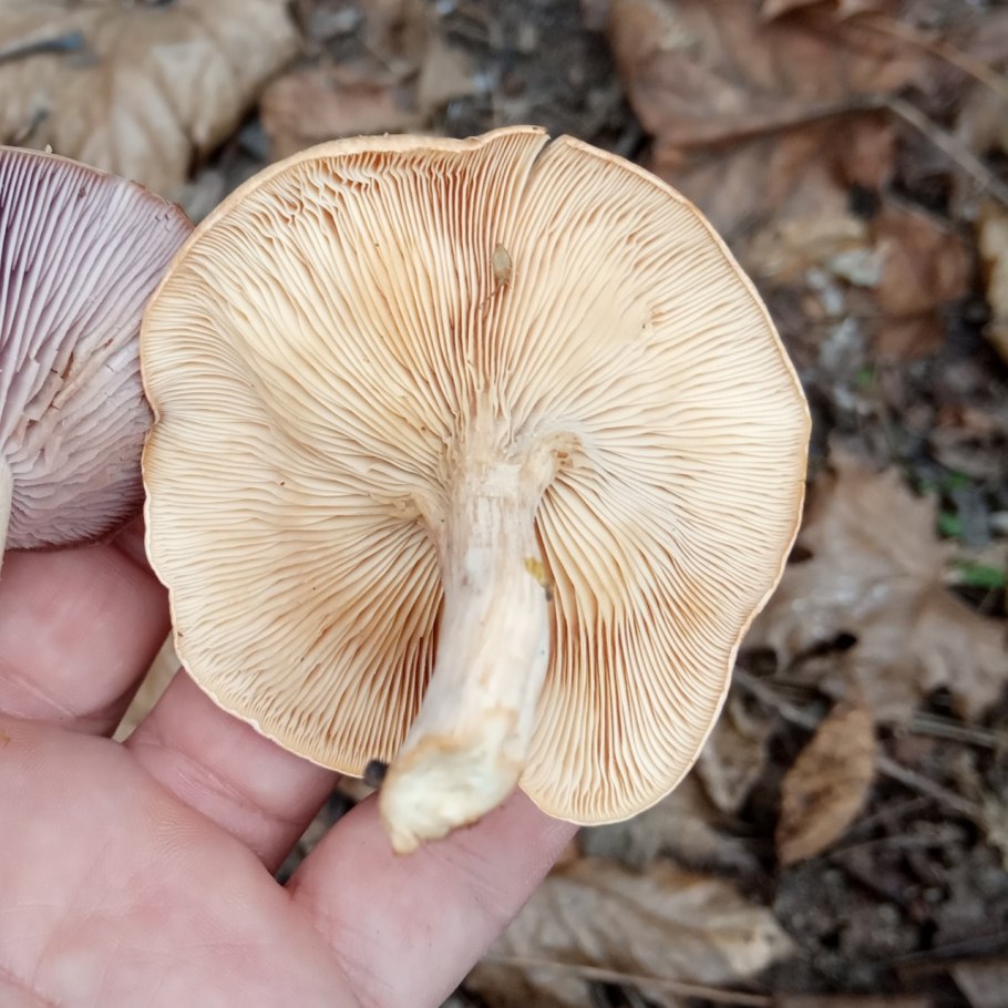 Говорушка буро желтая clitocybe gilva