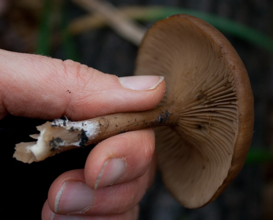 Говорушка бокаловидная Pseudoclitocybe cyathiformis