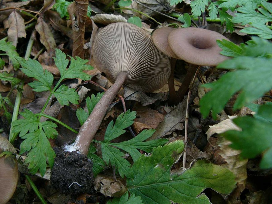 Говорушка бокаловидная Pseudoclitocybe cyathiformis