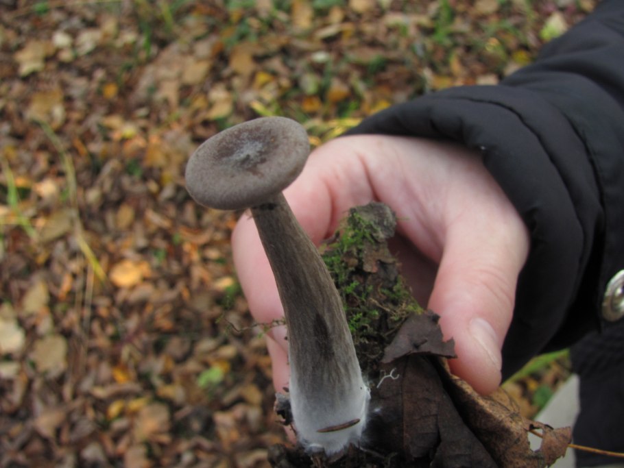 Гриб говорушка бокаловидная