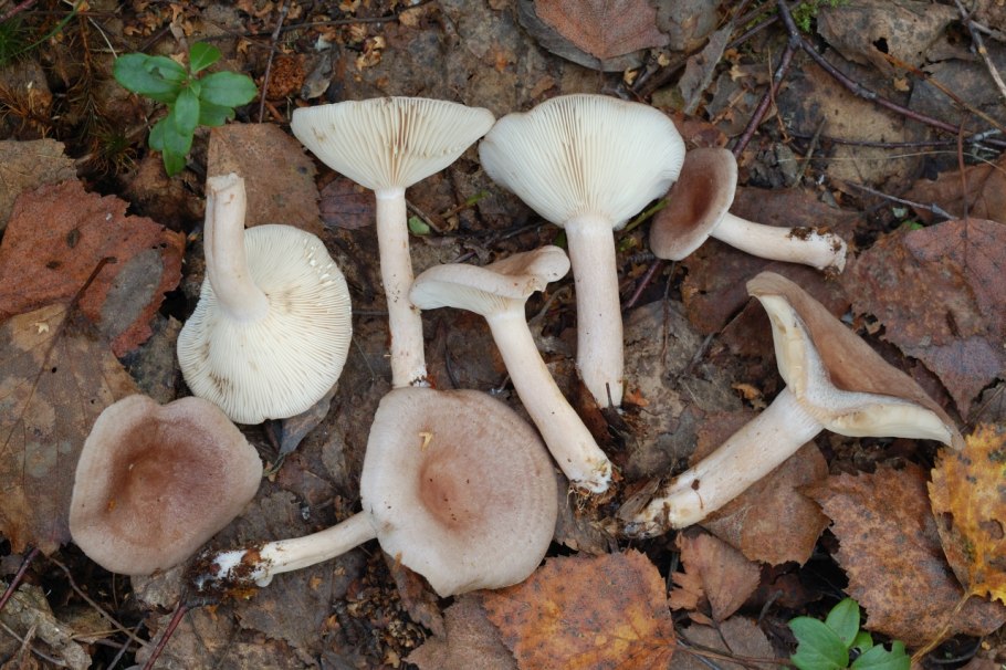 Маринованные говорушки