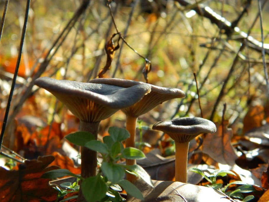 Говорушка бокаловидная съедобная