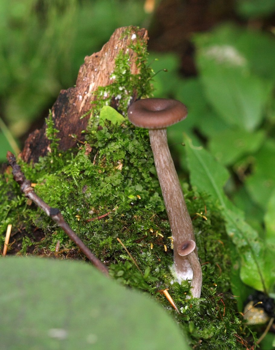 Коричневый гриб говорушка