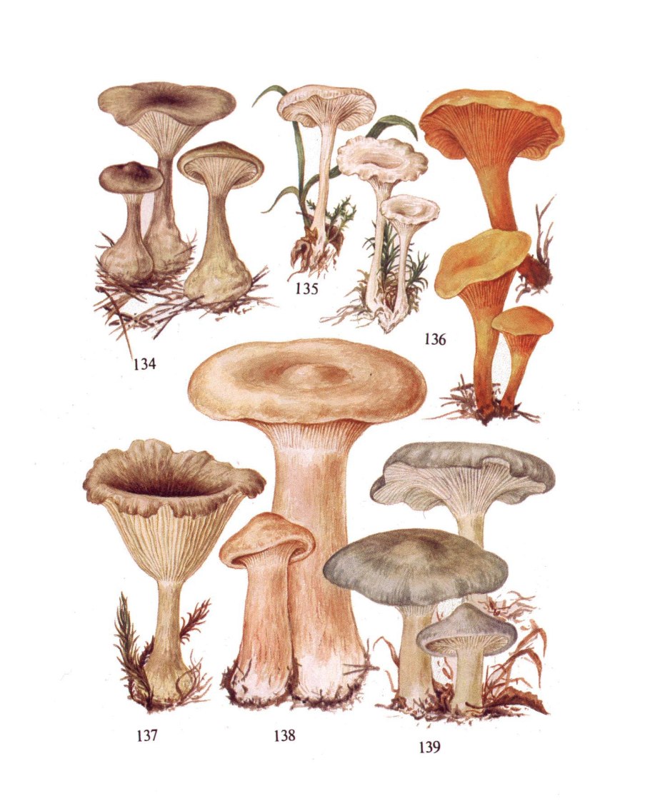 Гриб говорушка бокаловидная