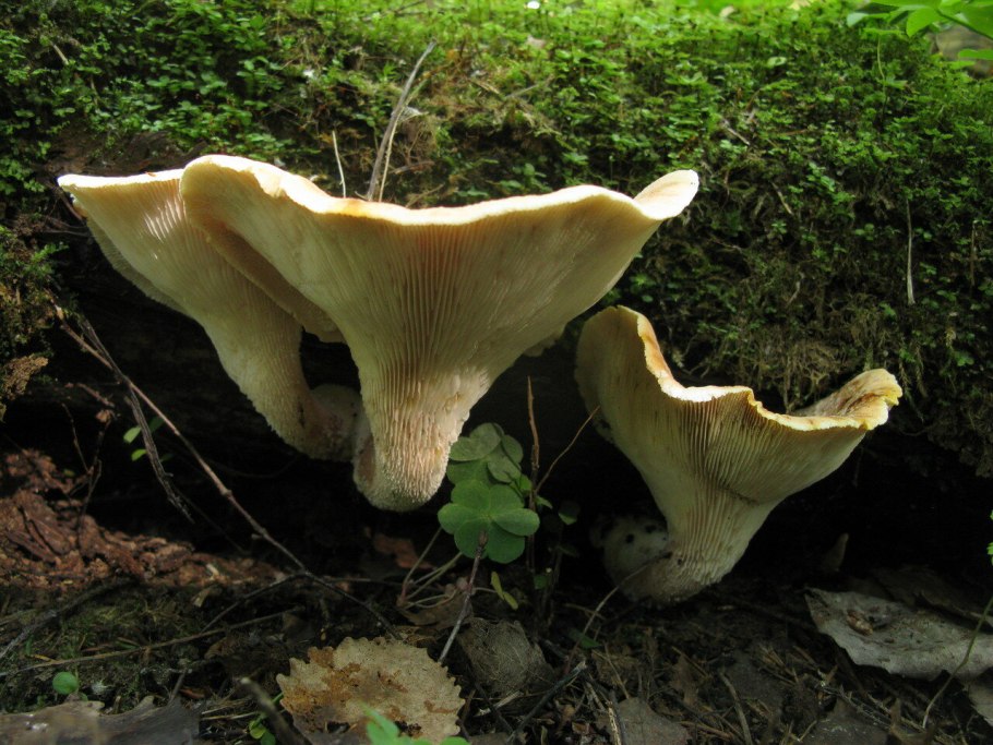 Говорушка восковатая говорушка восковатая