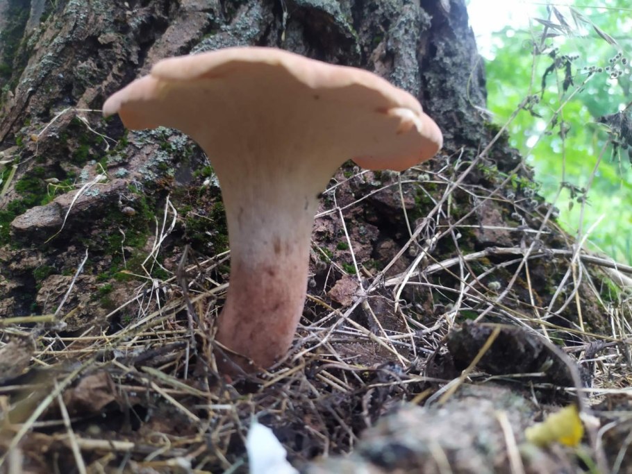 Млечник горькушка