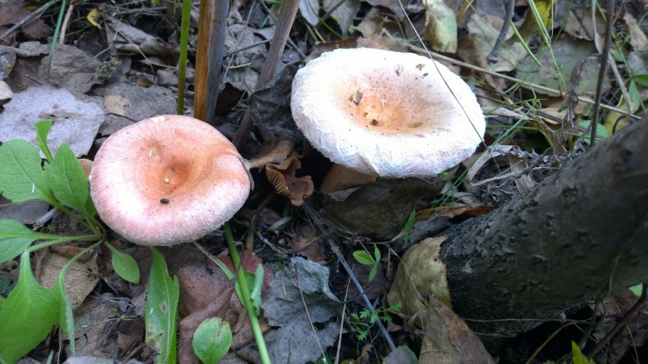 Грузди и волнушки