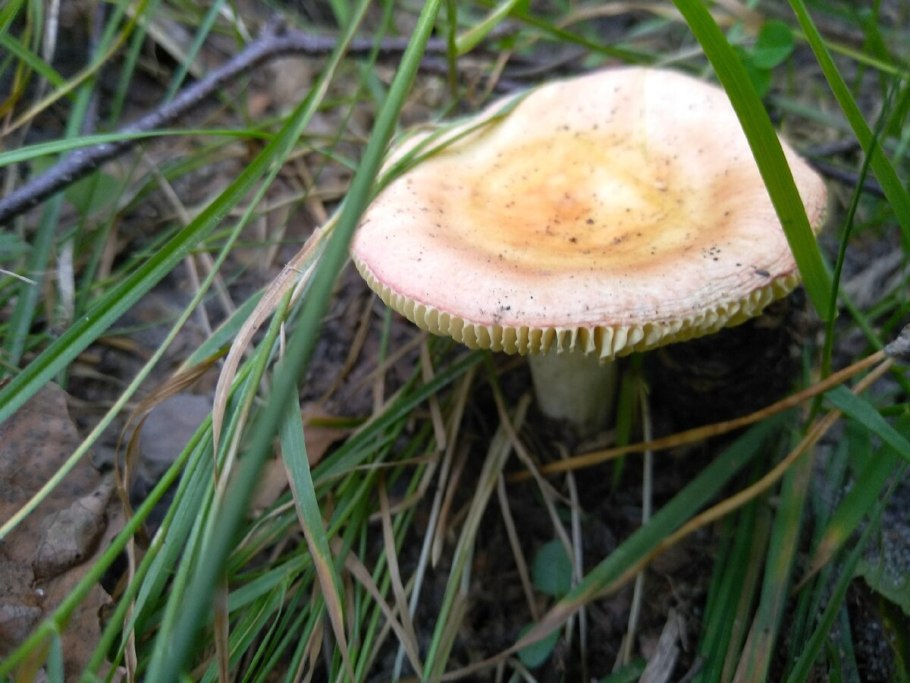 Груздь жёлтый Lactarius scrobiculatus