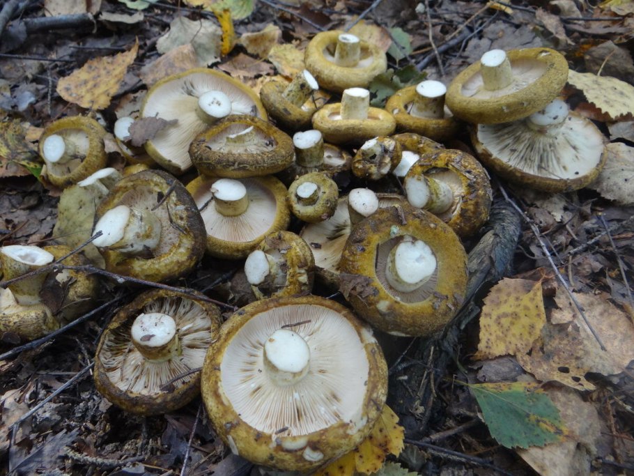 Ложный камфорный груздь