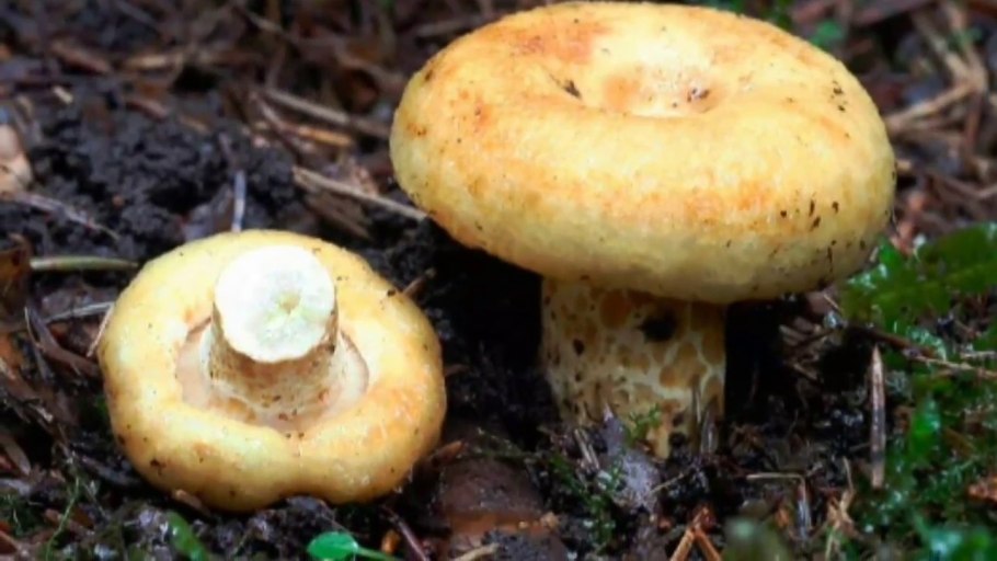 Грузди Таежные на тарелке