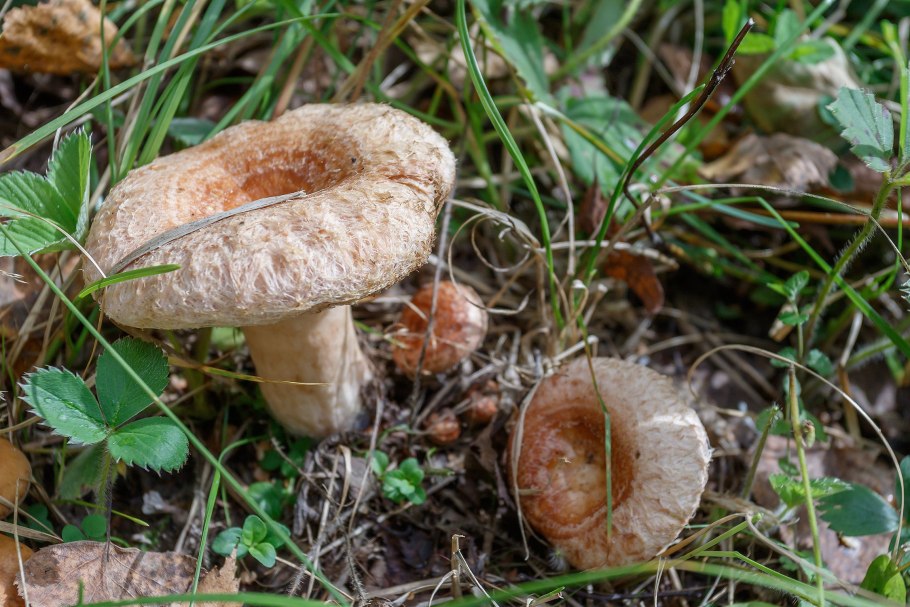 Млечник гриб Гладыш гриб съедобный