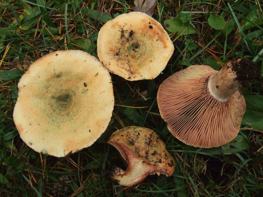 Волнушка розовая Lactárius torminósus