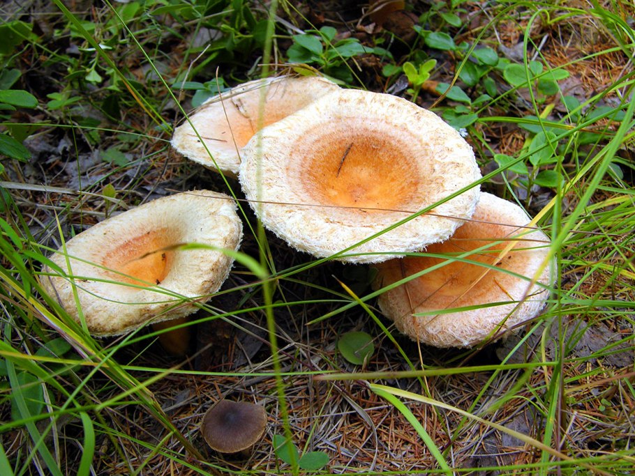 Груздь жёлтый Lactarius scrobiculatus