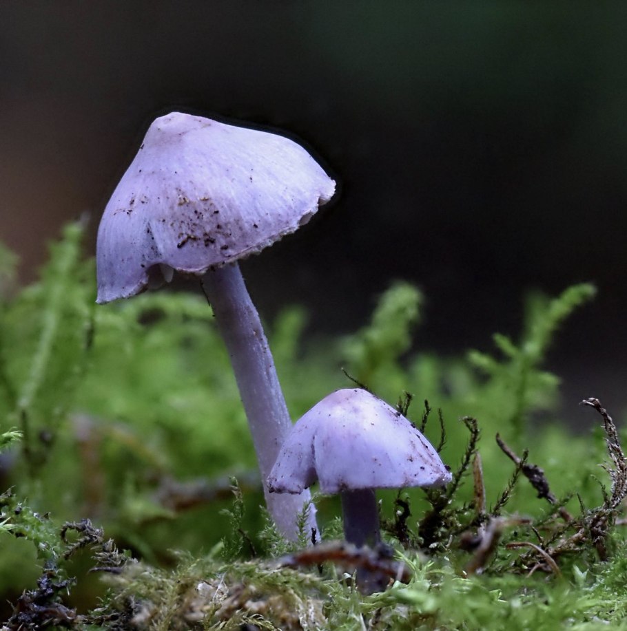 Inocybe geophylla