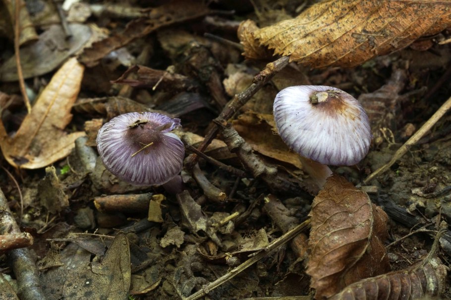 Волоконница волоконница Земляная