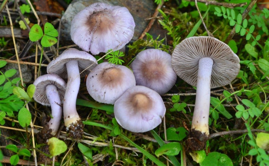 Inocybe geophylla