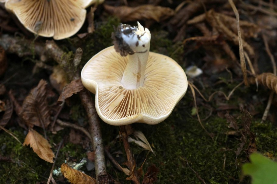 Волоконница волокнистая (Inocybe Fastigiata)