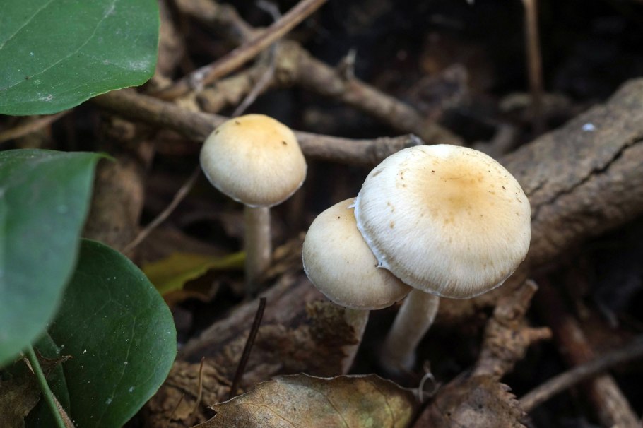 Чешуйчатка ольховая pholiota alnicola