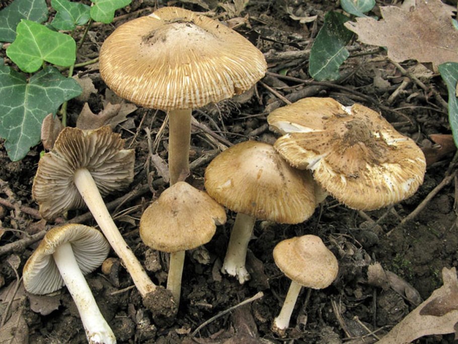 Волоконница волокнистая (inocybe rimosa)