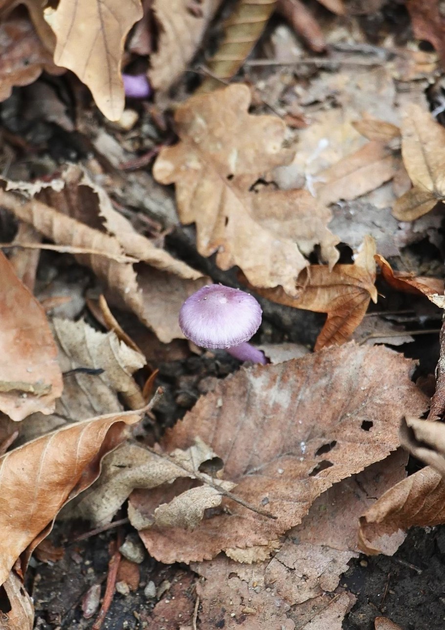 Грибы Краснодарского края и Адыгеи