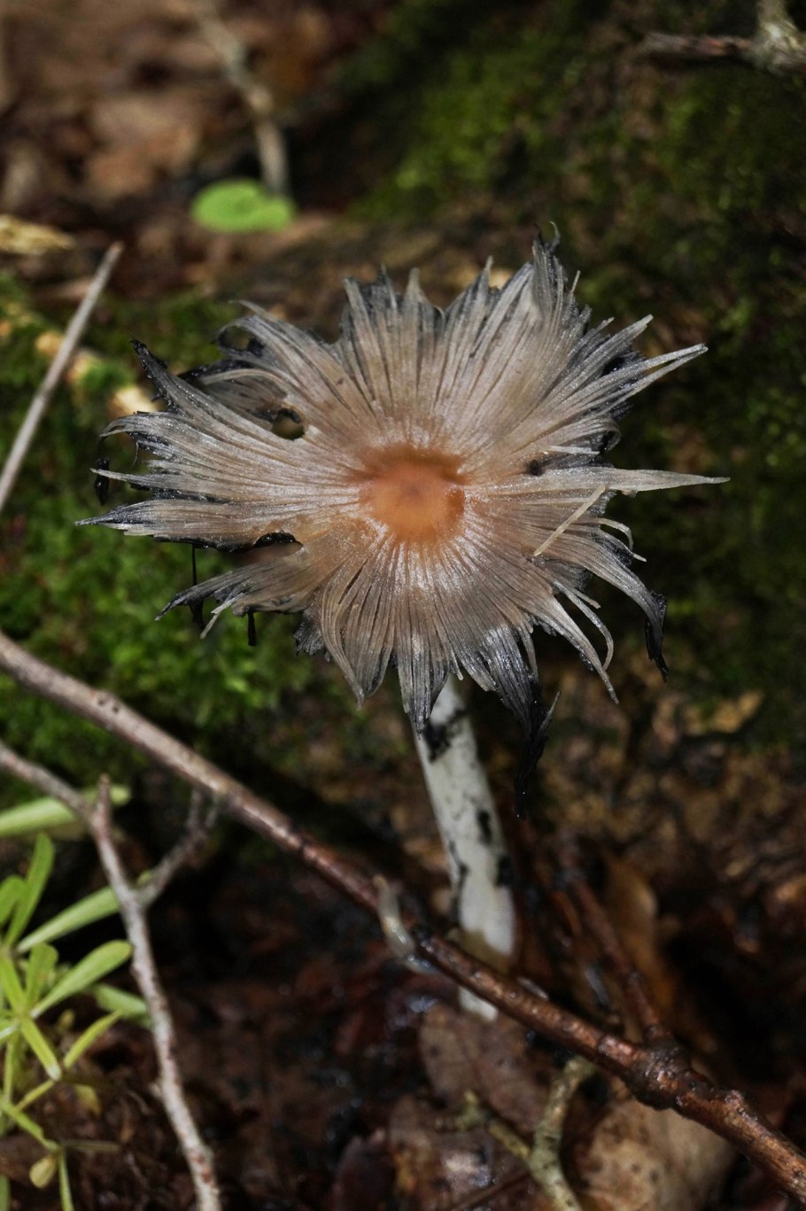 Луговой опенок волоконница