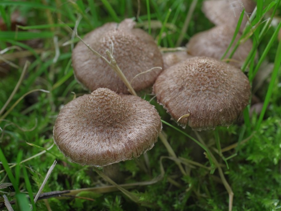 Волоконница Кука Inocybe cookei гриб