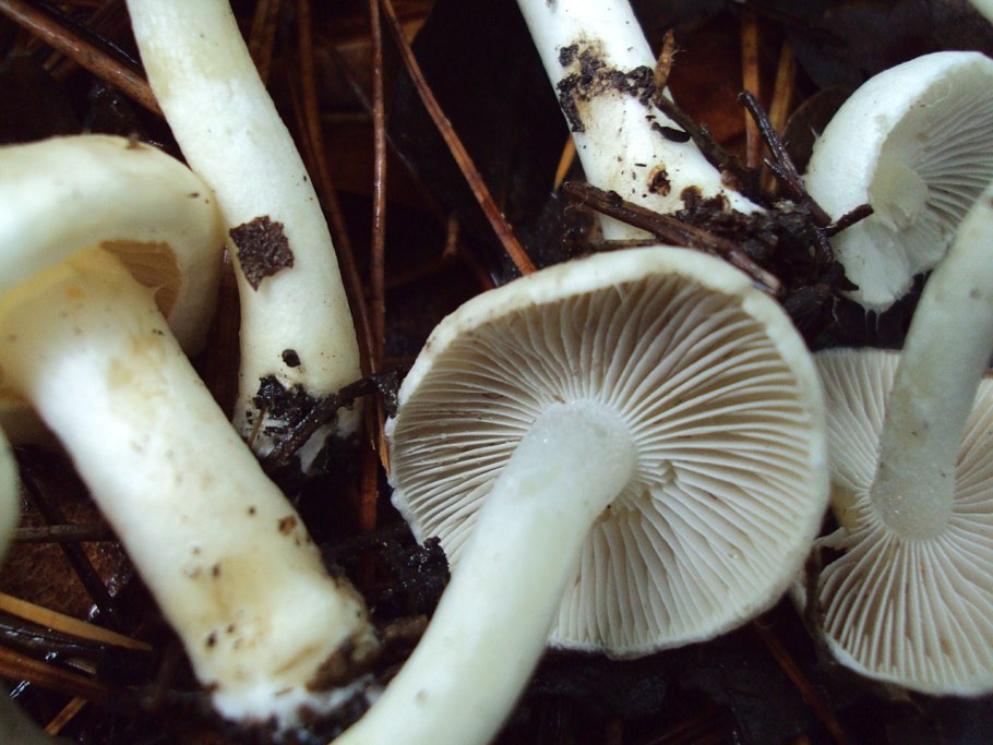 Грибы Калужской Inocybe