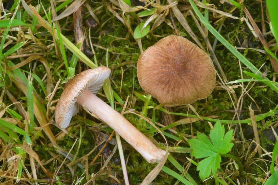 Волоконница волокнистая (Inocybe rimosa)