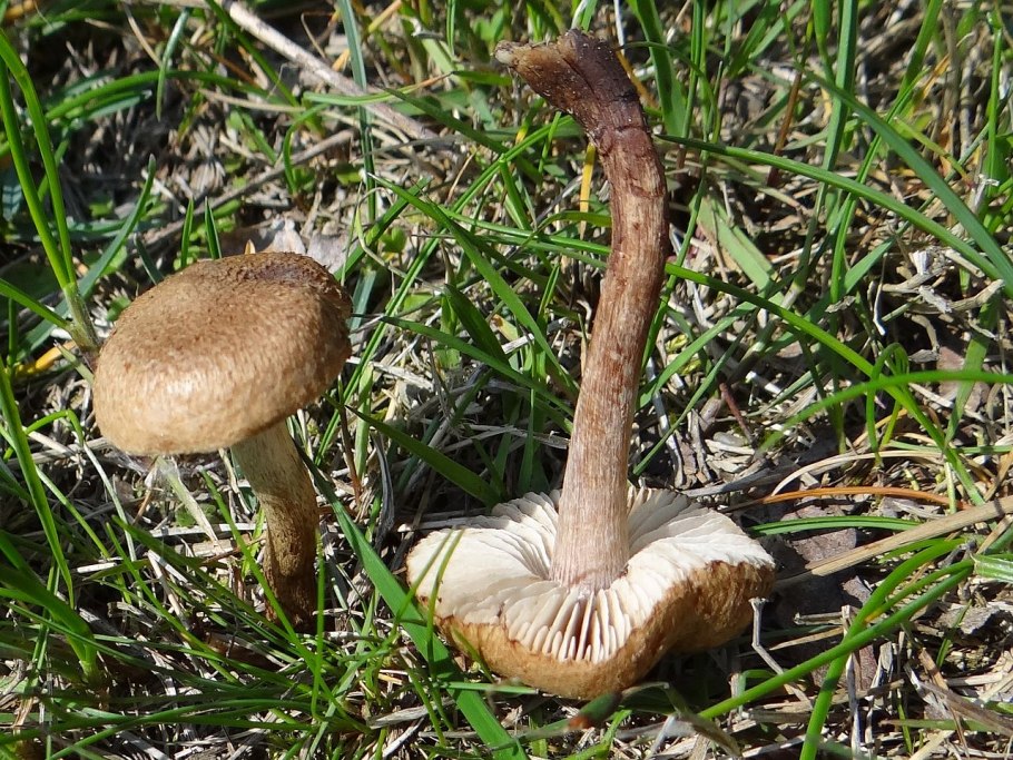 Волоконница репчатая