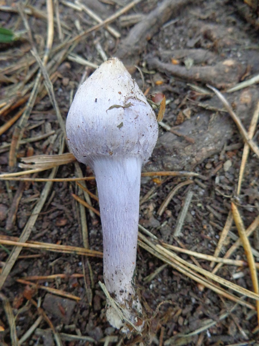 Волоконница синевато-зелёная