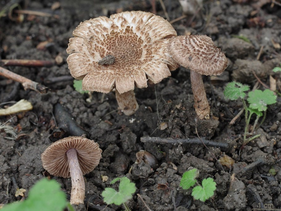 Inocybe curvipes
