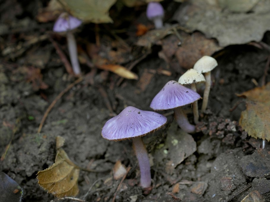 Волоконница Земляная лиловая