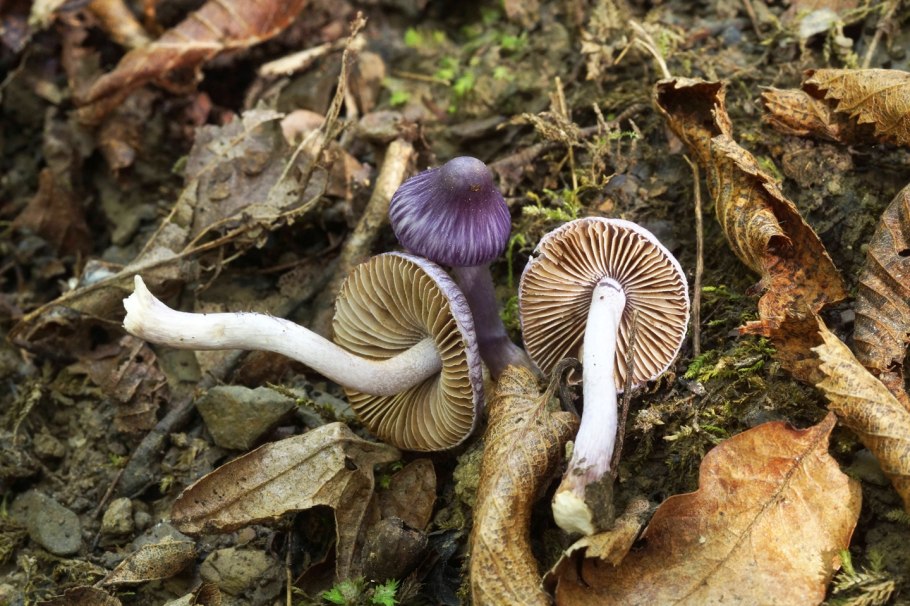 Волоконница Земляная