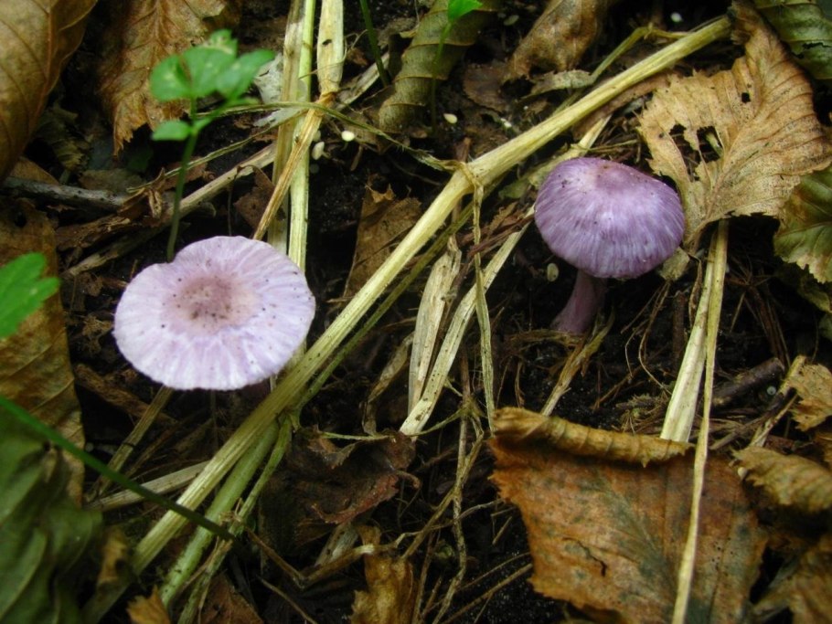 Гриб волоконница Земляная