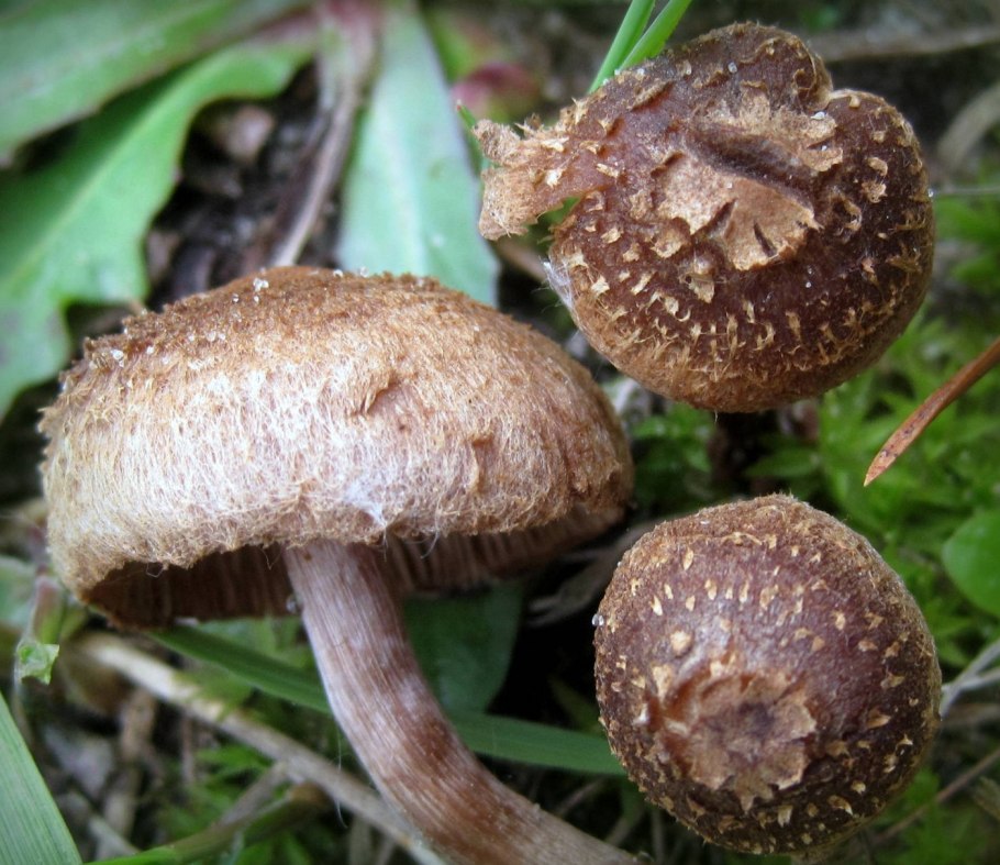Inocybe aeruginascens Babos