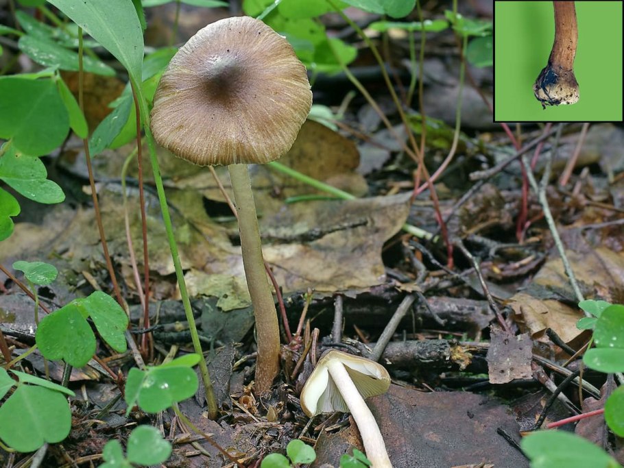 Гриб волоконница Путорана