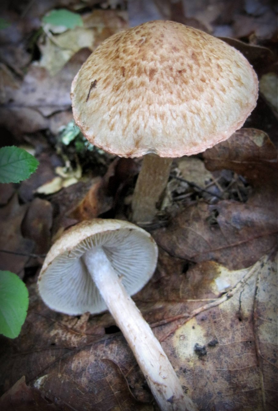 Волоконница (Inocybe)