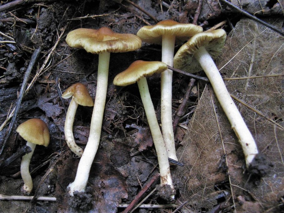 Волоконница разорванная гриб