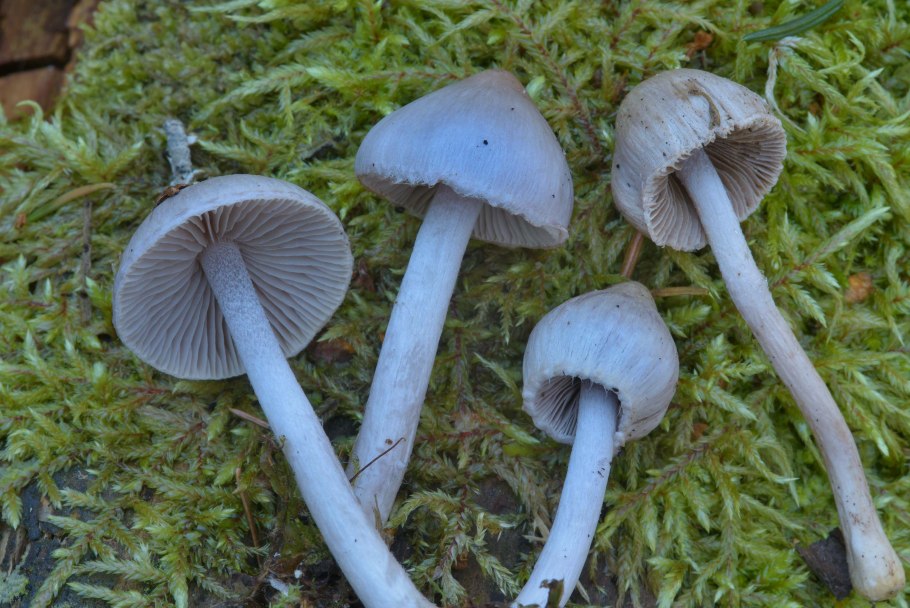 Cortinarius rubellus и Inocybe geophylla