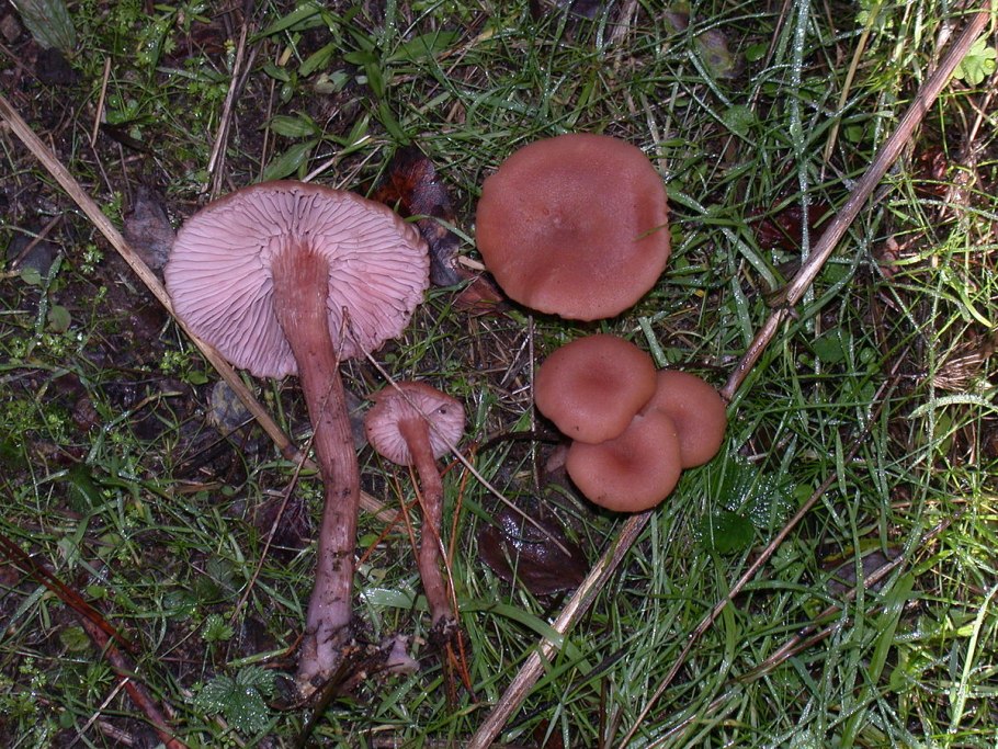 Волоконница Бонгарда.